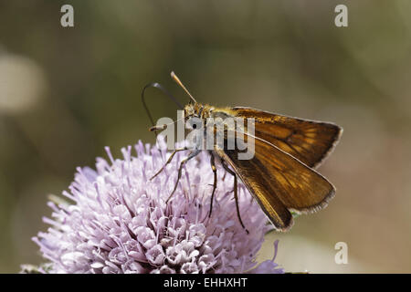Ochlodes venatus, Large Skipper butterfly Stock Photo