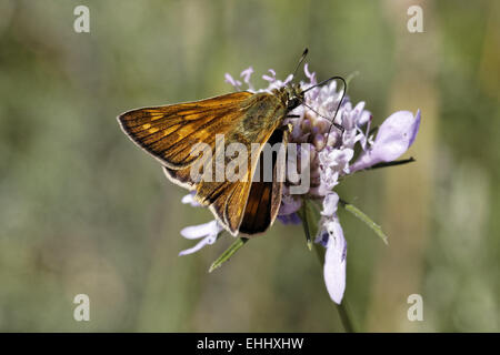 Ochlodes venatus, Large Skipper butterfly Stock Photo