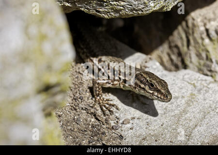 Zootoca vivipara, Viviparous lizard Stock Photo