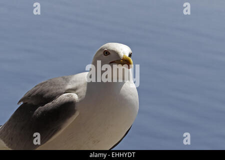 Larus argentatus, Herring Gull Stock Photo