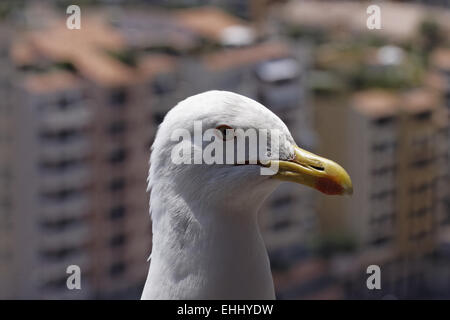 Larus argentatus, Herring Gull in Monaco Stock Photo