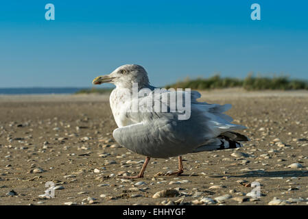 Seagull with a broken wing walking on beach Stock Photo