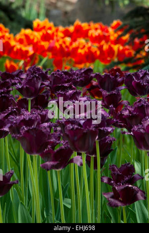 Tulips are red,dark-violet(Tulipa) vertical. Stock Photo