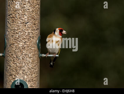 European Goldfinch Carduelis carduelis adult male feeding on sunflower hearts Stock Photo