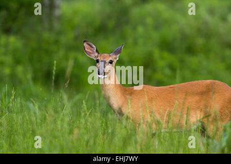 White-tailed deer Stock Photo