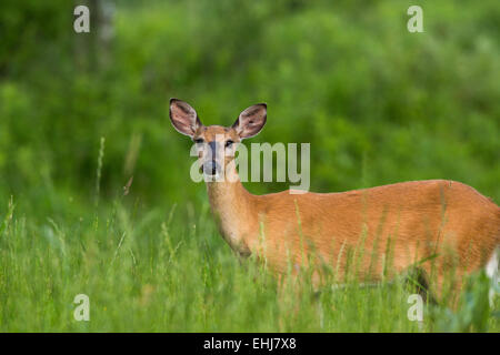 White-tailed deer Stock Photo