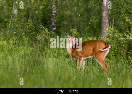 White-tailed deer Stock Photo