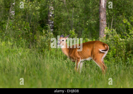 White-tailed deer Stock Photo