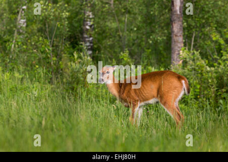 White-tailed deer Stock Photo