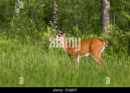 White-tailed deer Stock Photo