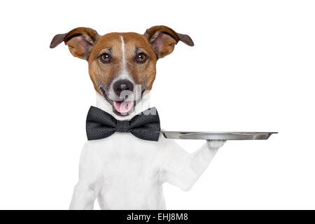 dog service tray Stock Photo