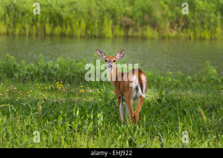 White-tailed deer Stock Photo