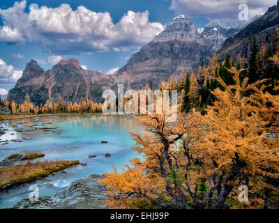 Mt Huber and fall colored larch. Opabin Plateau of British Columbia's Canadian Rockies and Yoho National Park. Stock Photo