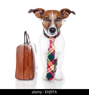 business dog with a leather bag Stock Photo