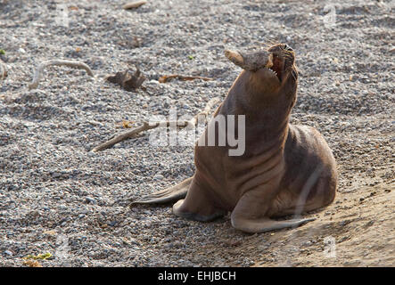 South American sea lion (Otaria flavescens) pup playing on beach of Punta Norte, Peninsula Valdes, Patagonia, Argentina Stock Photo