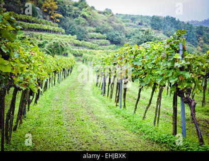 Wineyard in Lower Austria before Harvesting Stock Photo