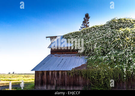 An Old Barn in Modesto California covered by trailing roses Stock Photo