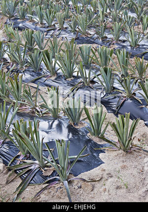 Pineapple plantation, Stock Photo
