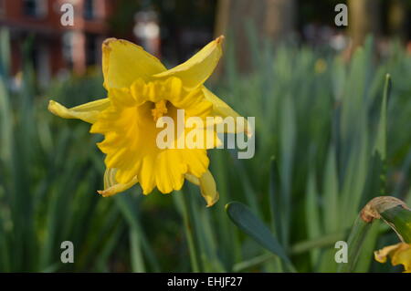beautiful Yellow daffodils Flower in the nature spring time Stock Photo