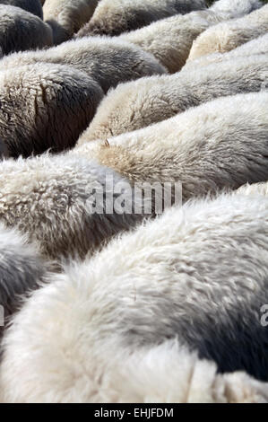 Gray fur jacket for the cold winter Stock Photo