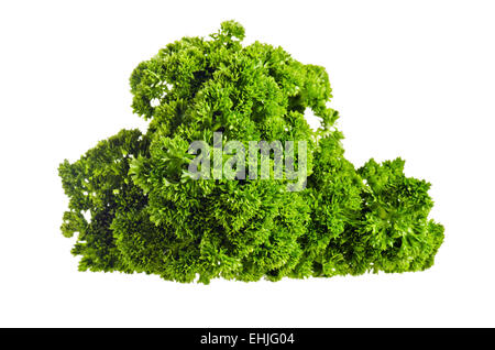 fresh bunch of parsley isolated on white Stock Photo