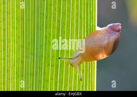 A young snail on the leaf of Yellow Iris, backlit