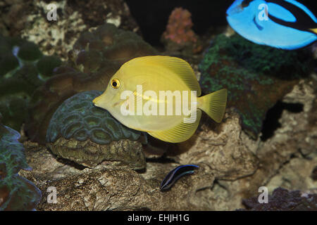 Yellow Tang Stock Photo