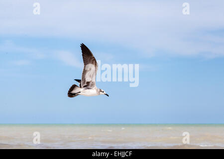 Seagull flying over the water, blue sky  and white clouds in the background Stock Photo