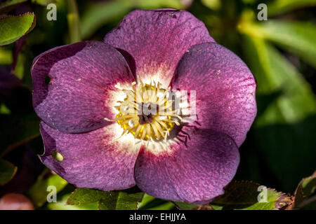Hellebore, Helleborus Christmas Rose Hellebores Stock Photo