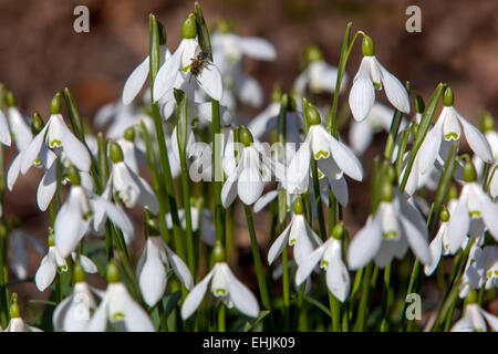 Snowdrops, Galanthus nivalis spring garden flowers Stock Photo