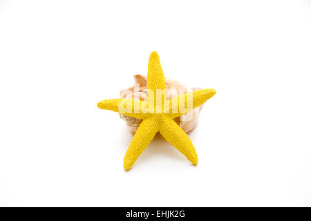 Sea star and mussel Stock Photo