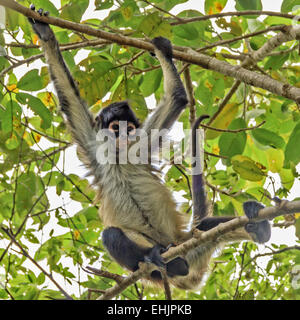 Spider Monkey (Atelidae) Yucatan Mexico Stock Photo