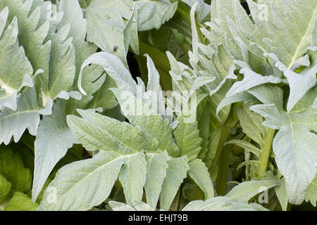 Silvery spring foliage of the cardoon, Cynara cardunculus Stock Photo