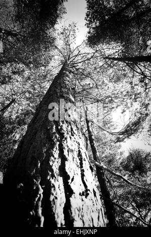 Abstract black and white image of tree tops in the forest. Can be used as background. Stock Photo