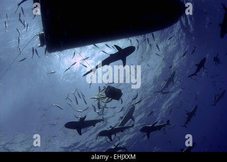 Caribbean reef sharks circling a dive boat, Nassau, The Bahamas. Stock Photo