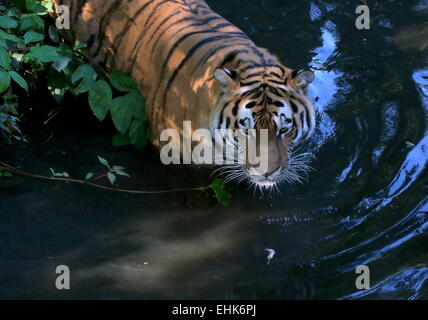 Mature male Siberian or  Amur tiger (Panthera tigris altaica) wading through water Stock Photo