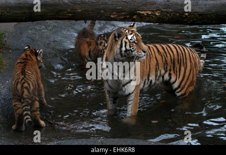 Mother  Siberian or Amur tiger (Panthera tigris altaica) with three 5 month old cubs cubs Stock Photo