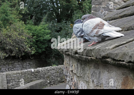 Two pigeons sitting on the edge of a limestone rooftop of a building. Stock Photo