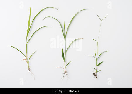 grass with roots isolated on white Stock Photo