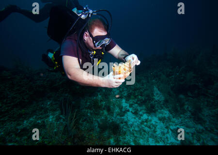 Diver, looking for shells Stock Photo