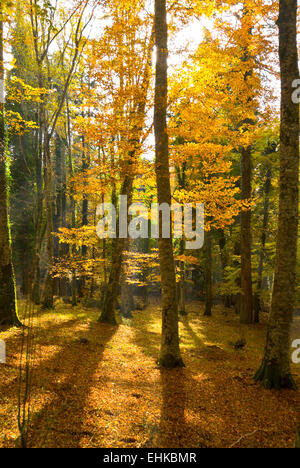 Umbra Forest, Gargano National Park, Apulia, Italy Stock Photo - Alamy