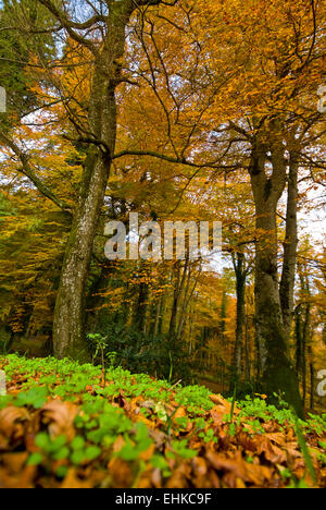 Umbra Forest, Gargano National Park, Apulia, Italy Stock Photo - Alamy