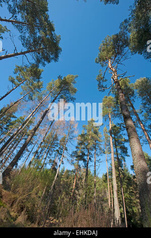 In the heart of a stand of conifers soon to be ready for harvesting.  SCO 9650. Stock Photo