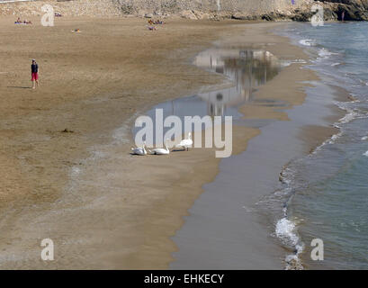 Mute swans (Cygnus olor) on the beach of seaside resort Sitges, Catalonia, Spain Stock Photo