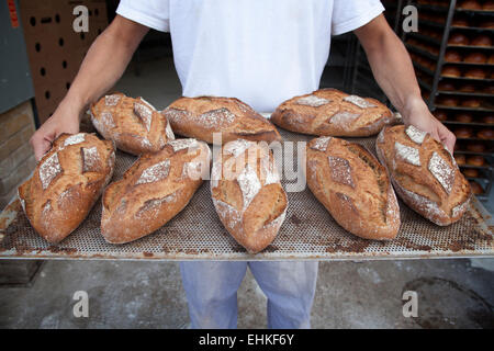 Baker holding a tray of loaves of freshly baked wholemeal bread Stock Photo