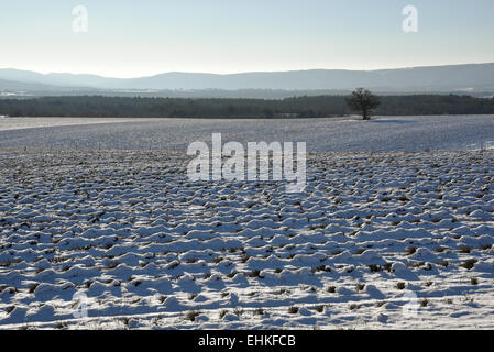 lonely tree in the middle of the lavender fields in the snow Stock Photo