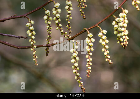 Dangling racemes of the early spring flowering shrub, Stachyurus praecox Stock Photo