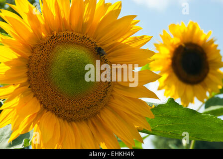 Bright large sunflower with other one in the distance. Sunny day. Stock Photo