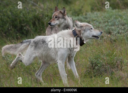 Gray wolf (Canis lupus) white alpha female, with radio collar, and partner on a hunting expedition in Denali National Park, Alas Stock Photo