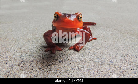 This California or Sierra Newt (Taricha torosa) is an amphipian who resides in the Sierra Foothills of Northern California. It i Stock Photo